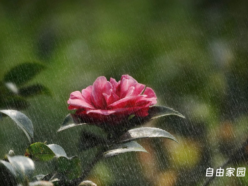 CorelDRAW Graphics Suite X4 v14.0.0.701 SP2中文增强版 永不过期 打开加速 修复菜单 修正颜色 去更新 附教程 CorelDRAW Graphics Suite X4 v14.0.0.701 SP2中文增强版 永不过期 打开加速 修复菜单 修正颜色 去更新 附教程