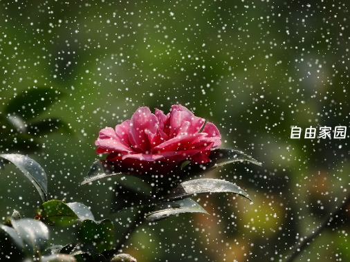 CorelDRAW Graphics Suite X4 v14.0.0.701 SP2中文增强版 永不过期 打开加速 修复菜单 修正颜色 去更新 附教程 CorelDRAW Graphics Suite X4 v14.0.0.701 SP2中文增强版 永不过期 打开加速 修复菜单 修正颜色 去更新 附教程