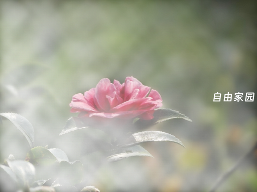 CorelDRAW Graphics Suite X4 v14.0.0.701 SP2中文增强版 永不过期 打开加速 修复菜单 修正颜色 去更新 附教程 CorelDRAW Graphics Suite X4 v14.0.0.701 SP2中文增强版 永不过期 打开加速 修复菜单 修正颜色 去更新 附教程